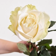 Роза &laquo;Мондиаль&raquo; 70 см