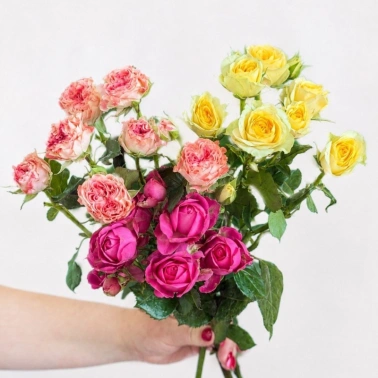 Роза кустовая микс
