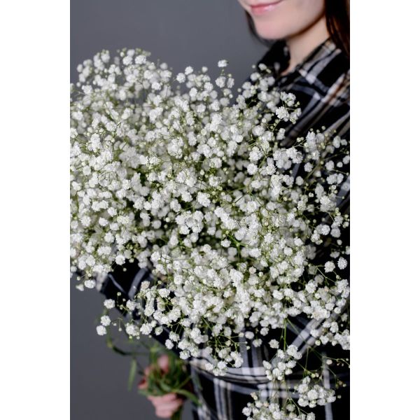 Гипсофила - 60см