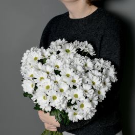 Хризантема кустовая «Бакарди» -60см